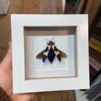 Kever opgezet (prachtkever) in 3d lijst, Ophalen of Verzenden, Zo goed als nieuw, Insect, Opgezet dier