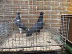 Figurita duiven, Dieren en Toebehoren, Vogels | Duiven, Meerdere dieren, Overige soorten