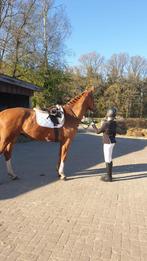 Bijrijd pony/paard gezocht!!!!, Dieren en Toebehoren, Ophalen of Verzenden