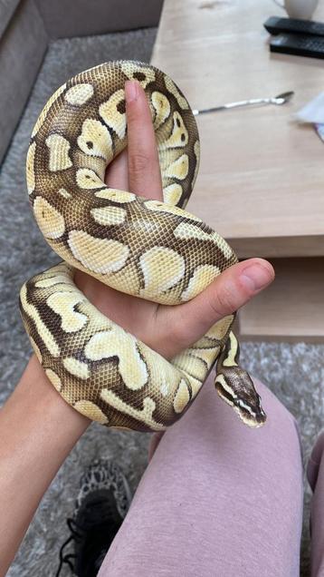 Python Regius vrouw Lesser Pastel  beschikbaar voor biedingen