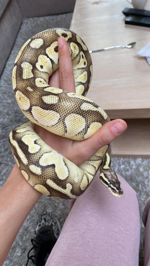 Python Regius vrouw Lesser Pastel, Dieren en Toebehoren, Reptielen en Amfibieën, Slang, 3 tot 6 jaar
