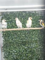 1 Onverwant koppel majoor putters 2025 +losse pop, Meerdere dieren, Wildzangvogel