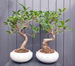 2 Ficus Jubara Bonsai -  35 cm Hoog, Huis en Inrichting, Kamerplanten, In pot, Minder dan 100 cm, Bonsai, Groene kamerplant