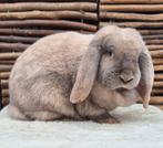 Franse hangoor voedster (Antwerpen), Dieren en Toebehoren, Vrouwelijk, Groot, Hangoor