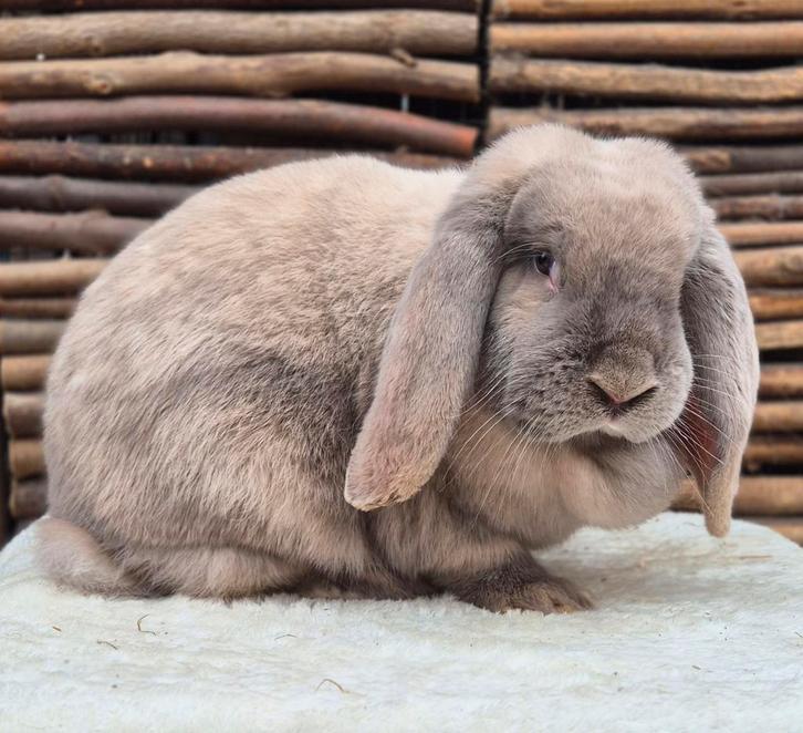 Franse hangoor voedster (Antwerpen), Dieren en Toebehoren, Konijnen, Groot, Vrouwelijk, Hangoor