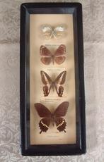 4 vlinder nr 1 in lijst- papilio polytes-graphium -euploea, Nieuw, Ophalen of Verzenden