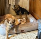 raszuivere border terriers, Dieren en Toebehoren, België, Particulier, Rabiës (hondsdolheid), Overige rassen