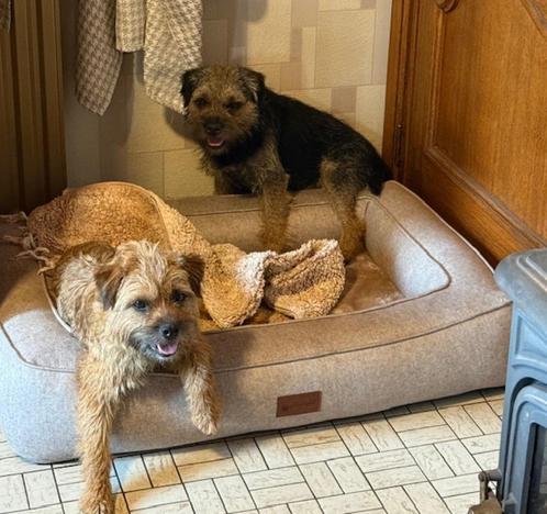 raszuivere border terriers, Dieren en Toebehoren, Honden | Jack Russells en Terriërs, Teef, Overige rassen, Particulier, Meerdere