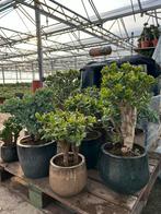 Vetplanten curly horntree jadeplant geldboom crassula, Overige soorten, Volle zon, Vaste plant, Ophalen of Verzenden