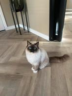 5 sterren huisje gezocht voor lieve ragdoll, 0 tot 2 jaar