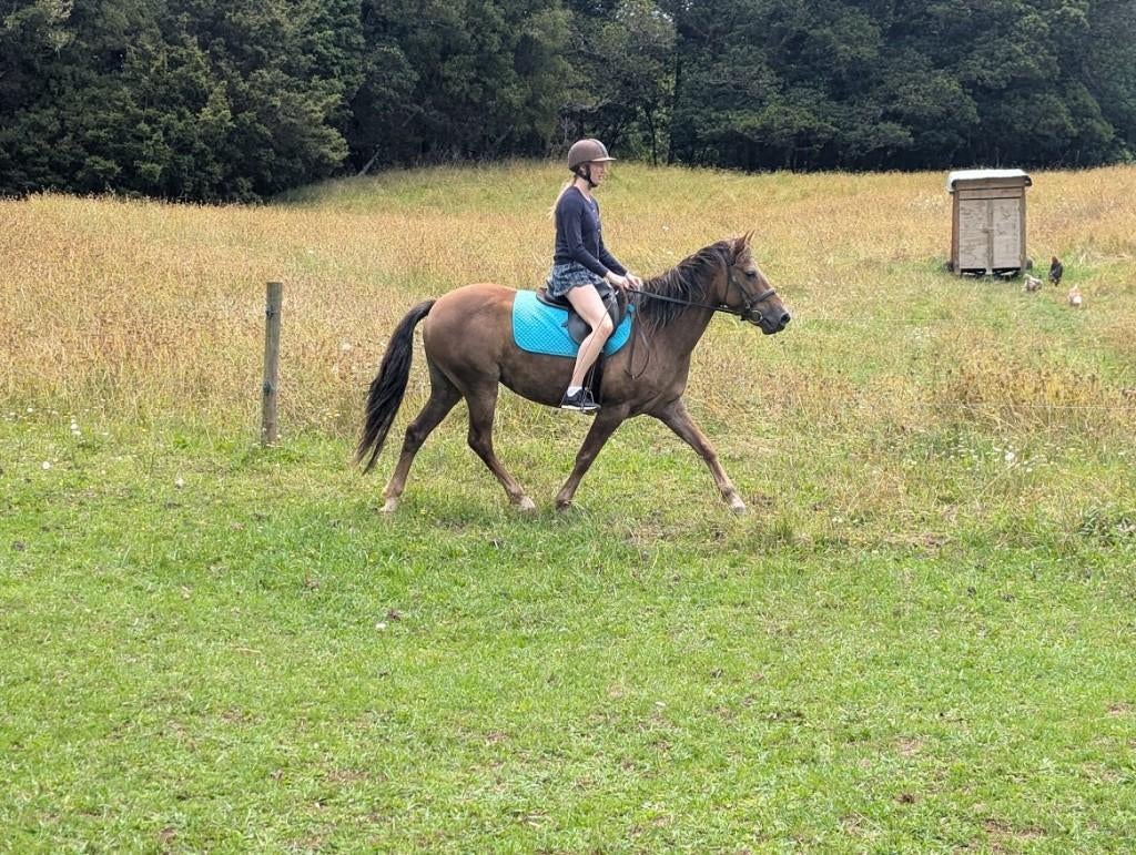 verzorgpony of verzorgpaard gezocht, Dieren en Toebehoren, Ophalen of Verzenden, Nieuw