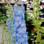 Zaden Delphinium sky blue white bee, Tuin en Terras, Verzenden, Voorjaar, Volle zon, Zaad