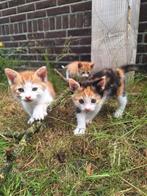 Aanhankelijke kittens te koop, Dieren en Toebehoren, Katten en Kittens | Overige Katten, Meerdere dieren, Kortharig, 0 tot 2 jaar