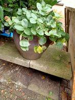 Vintage Bloempotten met Aardbeien, Munt & Palm, Tuin en Terras, Planten | Tuinplanten, Ophalen, Volle zon, Vaste plant, Zomer