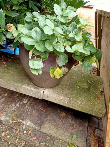 Vintage Bloempotten met Aardbeien, Munt & Palm beschikbaar voor biedingen