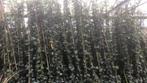 Hedera hibernica 60/80 t/m 250/300 cm,tot 10% staffelkorting, Tuin en Terras, Planten | Struiken en Hagen, Ophalen, Overige soorten