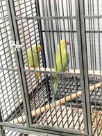 Halsbandparkieten koppels., Dieren en Toebehoren, Vogels | Parkieten en Papegaaien, Papegaai, Geringd