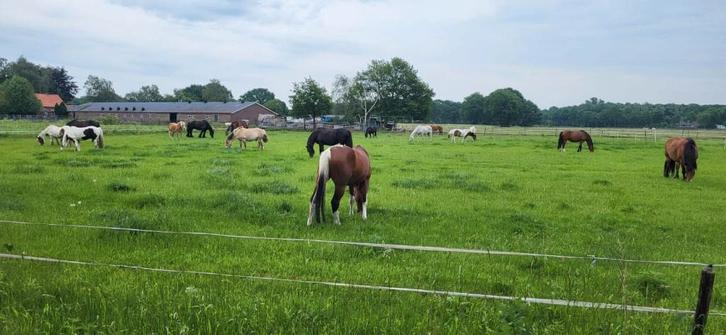 stalling en weidegang, Dieren en Toebehoren, Stalling en Weidegang, Stalling, Weidegang, 1 paard of pony