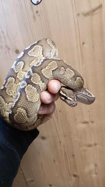 1.0. Pastel GHI Spark mannetje uit 2023 beschikbaar. beschikbaar voor biedingen