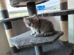 Kitten Siberische boskat / Pers, Dieren en Toebehoren, Katten en Kittens | Raskatten | Langhaar, Meerdere dieren, Ontwormd, 0 tot 2 jaar