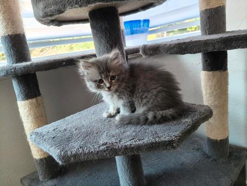 2 Kittens Siberische boskat / Pers 8 weekjes, Dieren en Toebehoren, Katten en Kittens | Raskatten | Langhaar, Meerdere dieren
