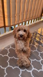 mini labradoodle pups, Dieren en Toebehoren, Honden | Niet-rashonden, 8 tot 15 weken, Geslacht onbekend, Meerdere, Klein