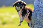 border collie pups / duitse herder pups /labrador kruising, Dieren en Toebehoren, 8 tot 15 weken, Meerdere, Meerdere dieren, Herder