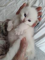 Prachtige Ragdoll kittens 🥰, Dieren en Toebehoren, Katten en Kittens | Raskatten | Langhaar, Meerdere dieren, Ontwormd, 0 tot 2 jaar