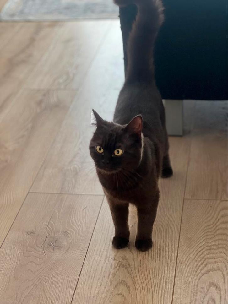 Britse Kort haar, Dieren en Toebehoren, Katten en Kittens | Raskatten | Korthaar, Poes, 0 tot 2 jaar, Gechipt, Ontwormd, Ingeënt