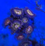 Zoanthus Pandora, Dieren en Toebehoren, Overige typen, Zoutwatervis