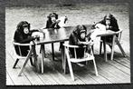 Theekranstje chimpansees in de London Zoo (waar is de thee?), Verzamelen, Ansichtkaarten | Dieren, 1940 tot 1960, Wild dier, Ongelopen