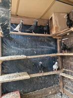 13 Syrische vogel Duiven, Meerdere dieren, Overige soorten