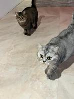 Setje britsekortharen poes/kater, Dieren en Toebehoren, Katten en Kittens | Raskatten | Korthaar, Meerdere dieren