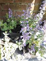 Nepeta picture purrfect, Tuin en Terras, Planten | Tuinplanten, Ophalen of Verzenden, Zomer, Bodembedekkers, Halfschaduw