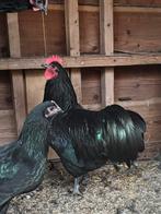 Australorp hanen te koop, Dieren en Toebehoren, Pluimvee, Mannelijk, Kip