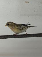 Europese sijs Witstuitbarmsijs, Mannelijk, Wildzangvogel, Geringd