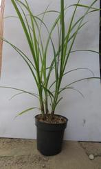 Carex Grayi siergrassen planten, Vaste plant, Siergrassen, Ophalen of Verzenden, Halfschaduw