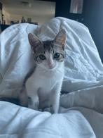 Lieve cyprus kat ter overname, Dieren en Toebehoren, Poes