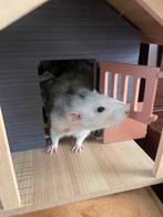 Rat gezocht!!!, Ophalen