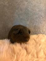 Mooie goud agouti cavia, Dieren en Toebehoren, Juli, Mannelijk, Cavia