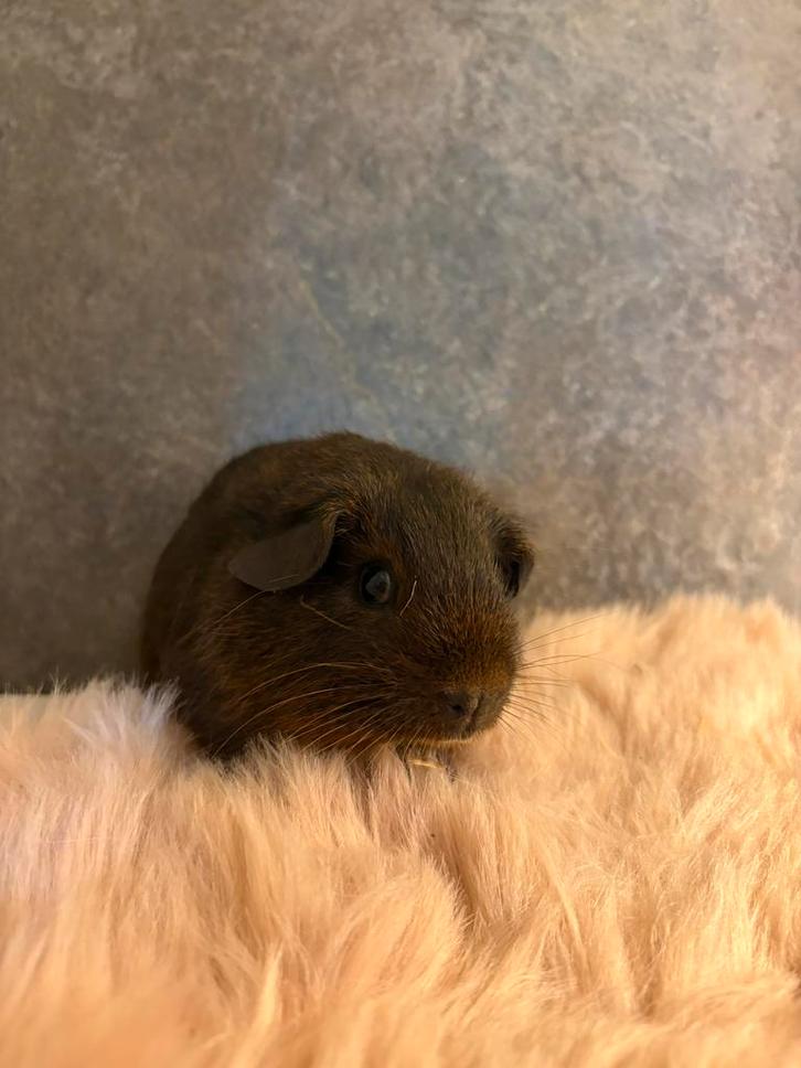 Mooie goud agouti cavia, Dieren en Toebehoren, Knaagdieren, Mannelijk, Cavia, Juli