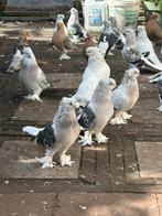 Takla duiven, Dieren en Toebehoren, Vogels | Duiven, Meerdere dieren, Tuimelaar of Roller