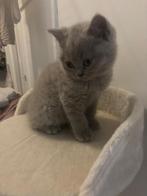 Britse korthaar kitten, Dieren en Toebehoren, Katten en Kittens | Raskatten | Korthaar, Poes, Ontwormd, 0 tot 2 jaar
