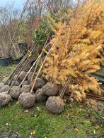 Jonge bomen en struiken tot xxl bomen en struiken, Tuin en Terras, Overige soorten, Ophalen of Verzenden, 100 tot 250 cm