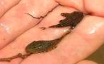 Ancistrus algeneters, Dieren en Toebehoren, Vis