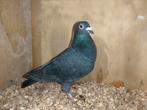 Te koop kleurpostduif, Dieren en Toebehoren, Vogels | Duiven, Vrouwelijk, Postduif
