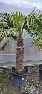 Trachycarpus Fortunei palmboom, Minder dan 100 cm, Volle zon, Ophalen, Palmboom