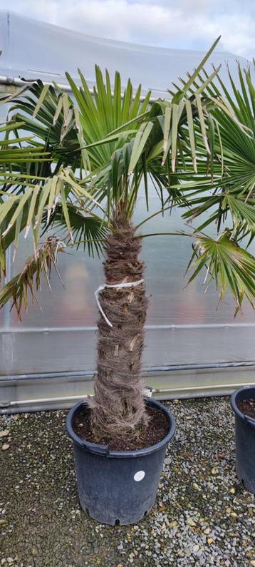 Trachycarpus Fortunei palmboom 