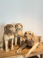 Suar dieren, Ophalen of Verzenden, Nieuw