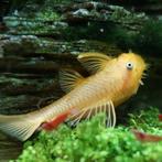 L-144 Ancistrus cf. cirrhosus, Dieren en Toebehoren, Vis